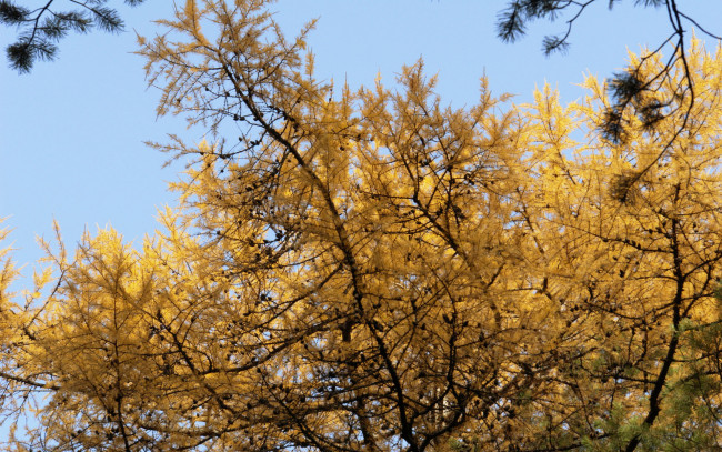 Обои картинки фото природа