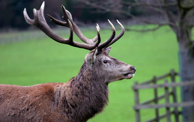 Обои картинки фото животные, олени