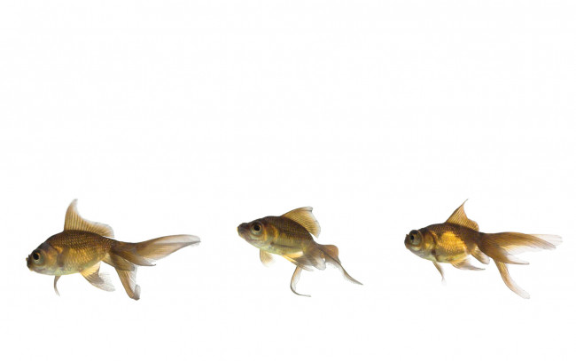 Обои картинки фото животные, рыбы