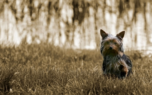 Обои картинки фото животные, собаки