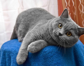 Картинка животные