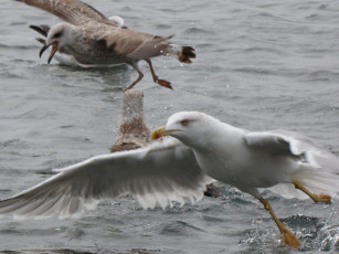 Картинка Чайки животные бакланы крачки