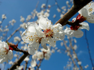 Картинка цветы цветущие деревья кустарники