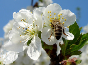 Картинка цветы цветущие деревья кустарники
