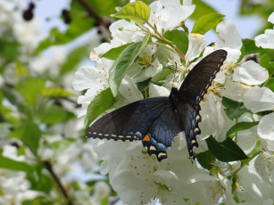 Картинка животные бабочки