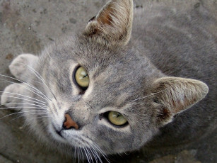 Картинка животные коты