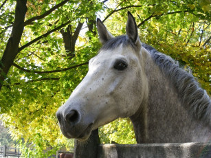 Картинка животные лошади