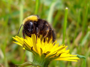 Картинка животные пчелы осы шмели