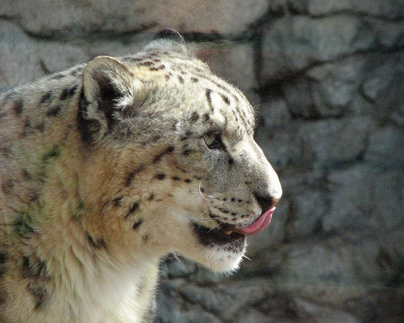 Обои картинки фото животные, снежный, барс, ирбис