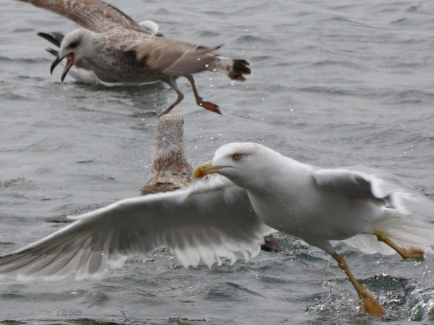 Обои картинки фото Чайки, животные, бакланы, крачки