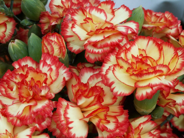 Обои картинки фото цветы, гвоздики