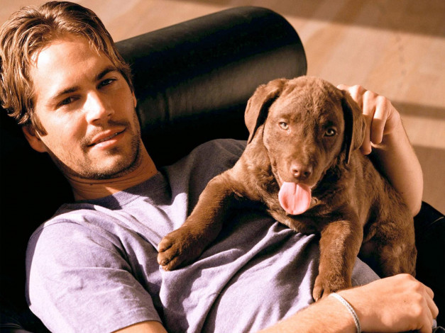 Обои картинки фото paul, walker, мужчины