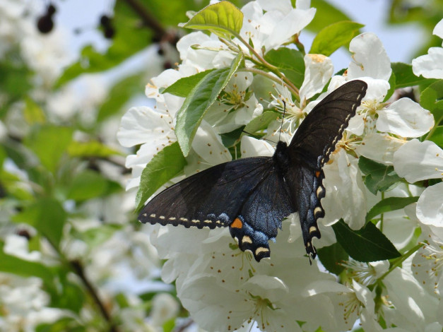 Обои картинки фото животные, бабочки