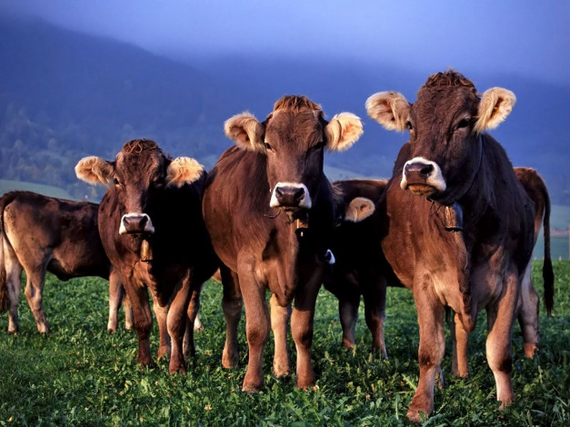 Обои картинки фото животные, коровы, буйволы