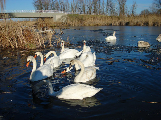 Обои картинки фото животные, лебеди