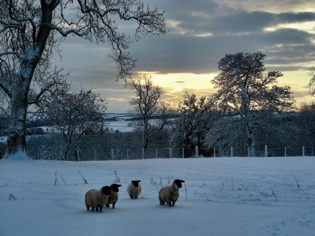 Обои картинки фото животные, овцы, бараны