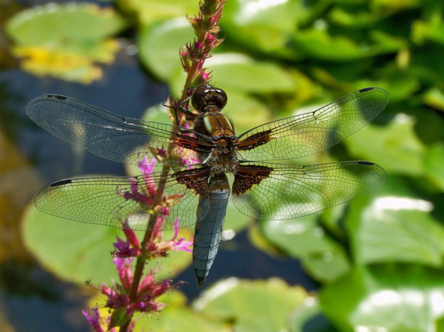 Обои картинки фото животные, стрекозы