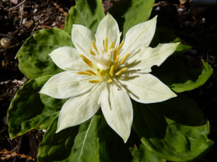 Картинка paris japonica цветы белый цветок