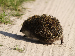 Картинка животные ежи ёж иглы