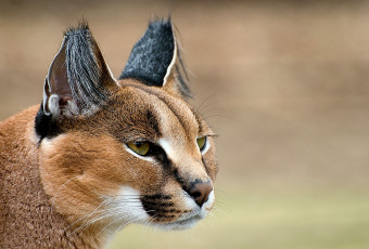 Картинка животные рыси каракал взгляд