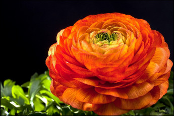 Картинка цветы ранункулюс азиатский лютик пышный большой красный