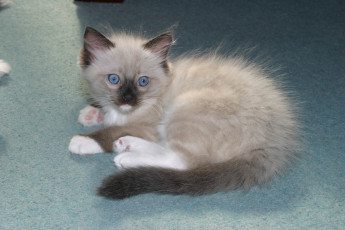 Картинка животные коты котенок