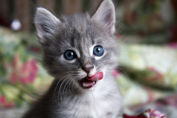 Картинка котенок животные коты серый