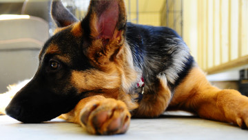 Картинка животные собаки овчарка собака пес немецкая лежит отдыхает