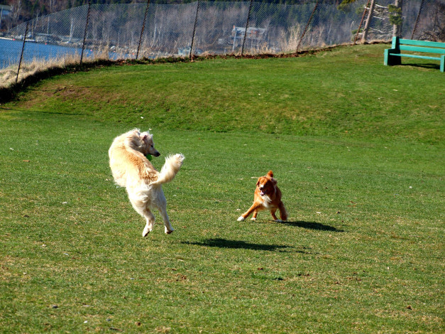 Обои картинки фото животные, собаки, игра, пес