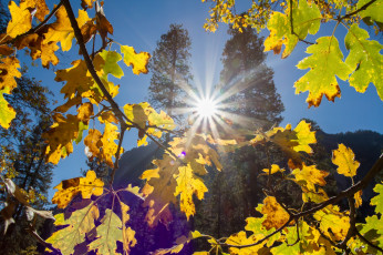 Картинка природа восходы закаты лучи солнце листья