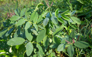 Картинка природа листья утро клевер роса