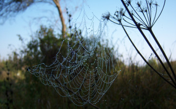 Картинка природа макро паутина роса веточки зонтики капли утро