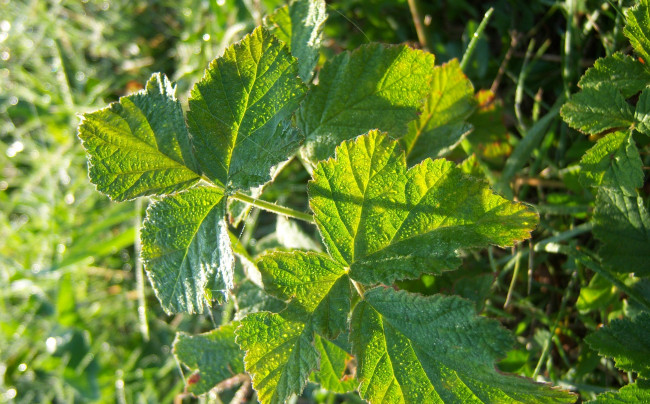 Обои картинки фото природа, листья, зелень, капли, роса, ежевика