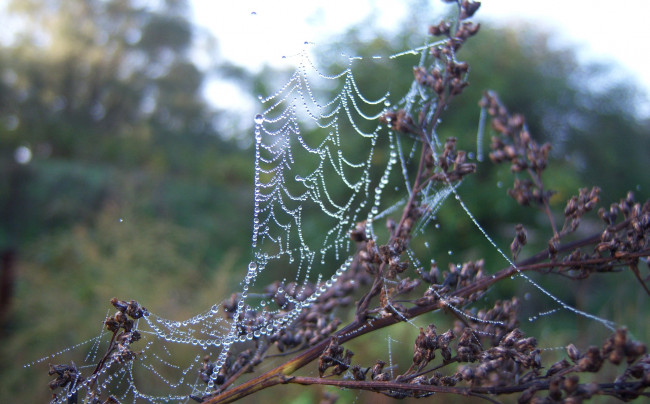 Обои картинки фото природа, макро, роса, утро, паутина, вода, капли, веточка