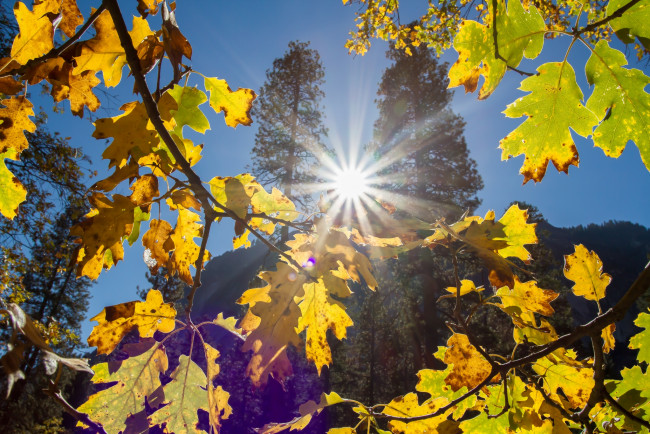 Обои картинки фото природа, восходы, закаты, лучи, солнце, листья