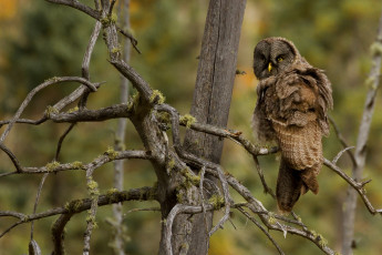 Картинка животные совы сова птица мох коряги ветки дерево