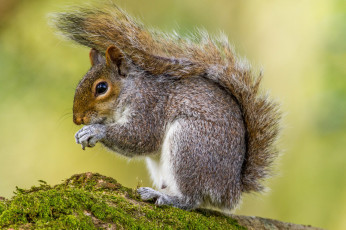 Картинка животные белки белка