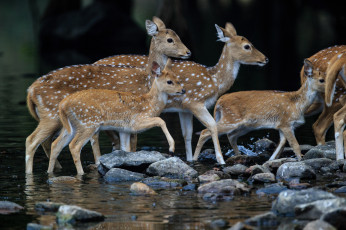 Картинка животные олени пятнистые