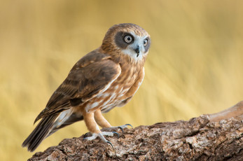 Картинка животные совы ninox novaeseelandiae southern boobook сова птица ветка