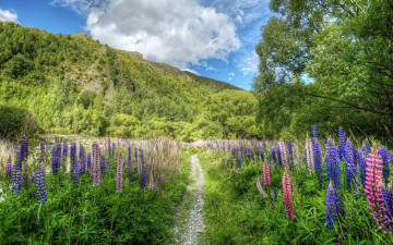 Картинка природа луга небо облака горы зелень деревья трава цветы тропа
