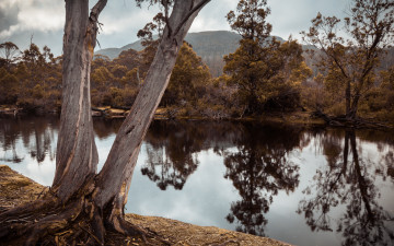 Картинка природа реки озера лес река