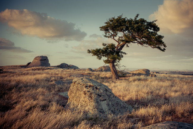 Обои картинки фото природа, пейзажи, сосна, валуны, равнина