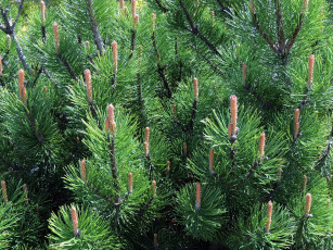 Картинка природа деревья весна сосновые шишки