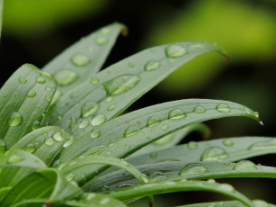 Картинка природа макро листья капли