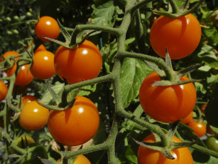 Картинка природа плоды томаты помидоры