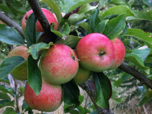 Картинка природа плоды яблоки