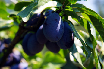 Картинка природа плоды сливы
