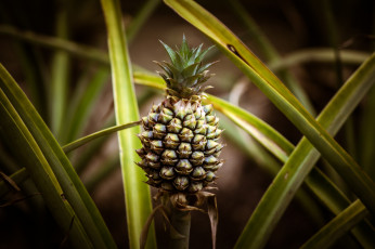 Картинка природа плоды ананас