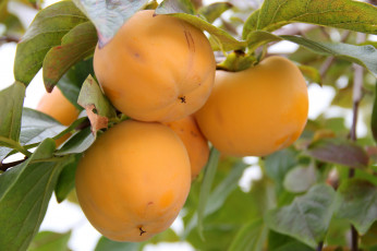 Картинка природа плоды хурма