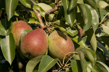 Картинка природа плоды груши